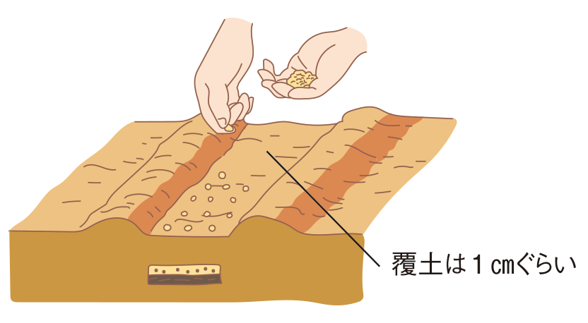 図:種まき