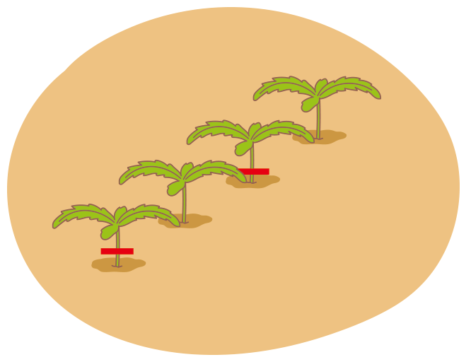 図：間引き 1回目