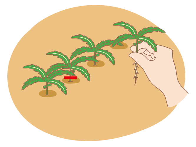 図:間引き 2回目