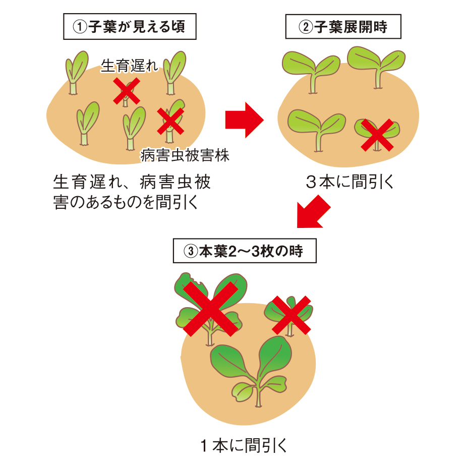 図:間引き