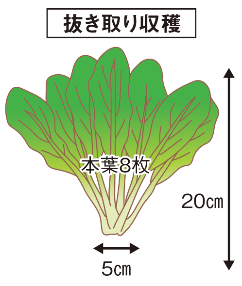 図:収穫