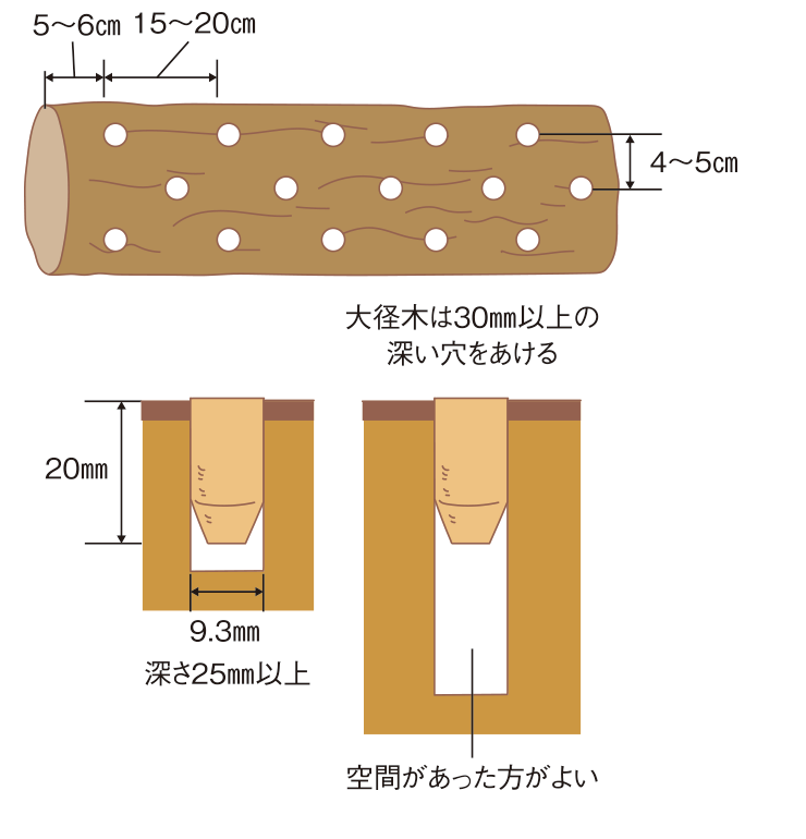 図:駒菌