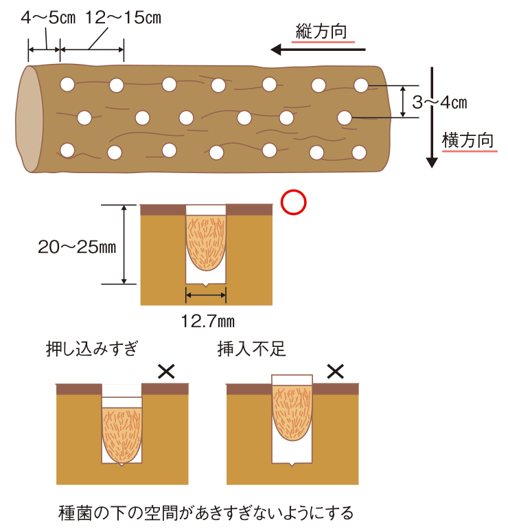 図:形成菌