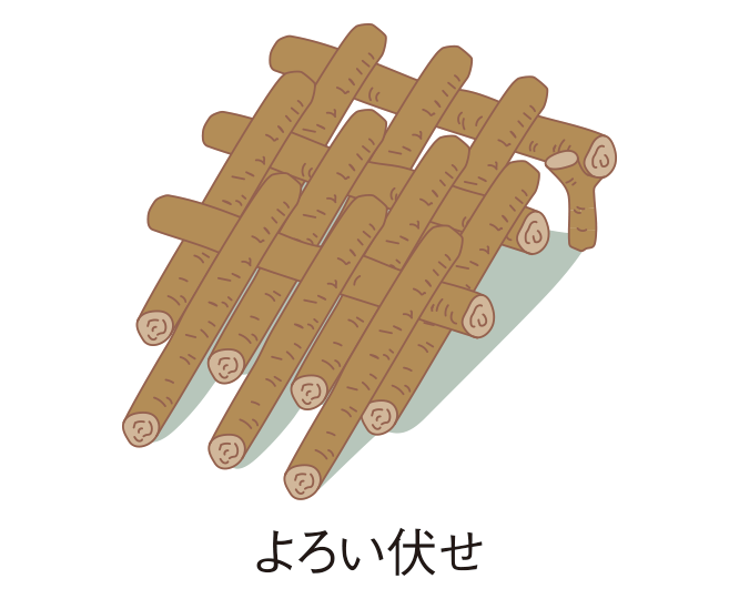 写真:菌糸紋