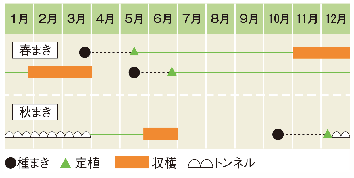 栽培スケジュール