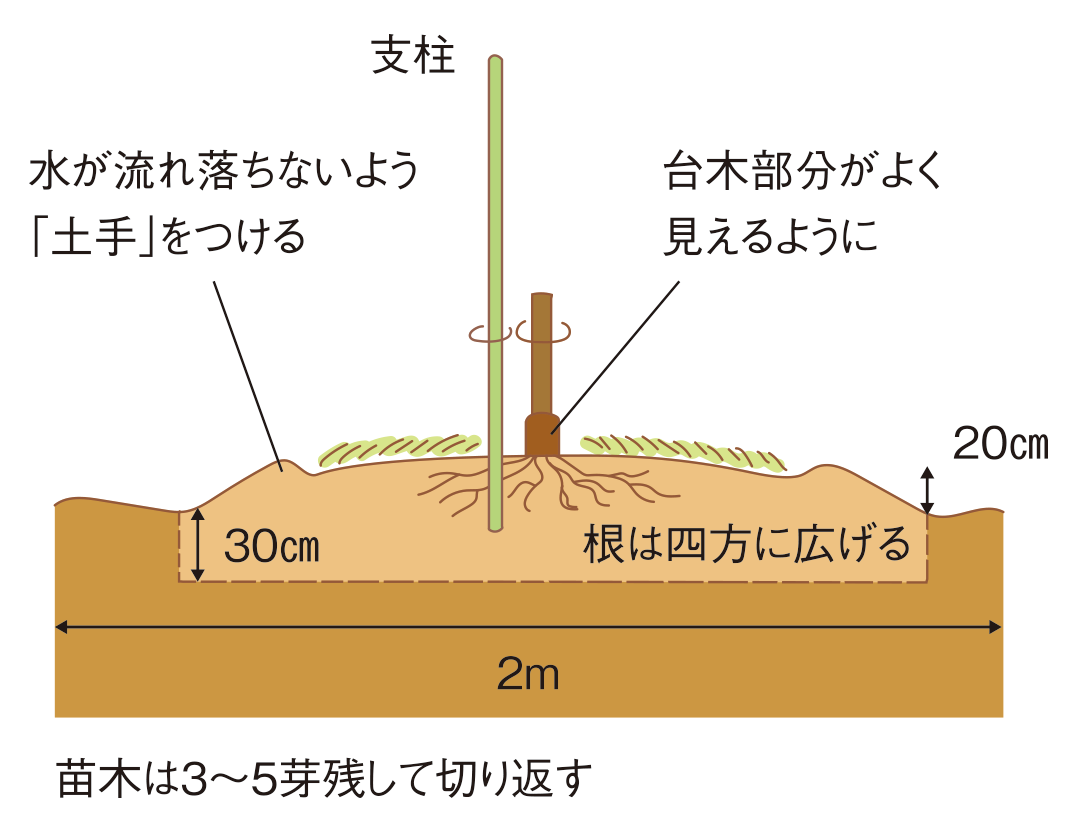 図：ほ場の準備・苗木の植え付け