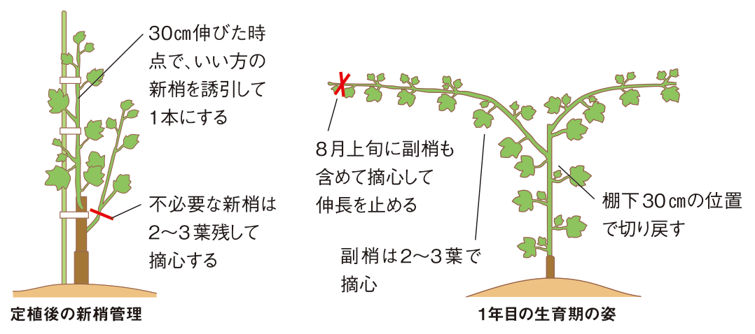 図：1年目の管理