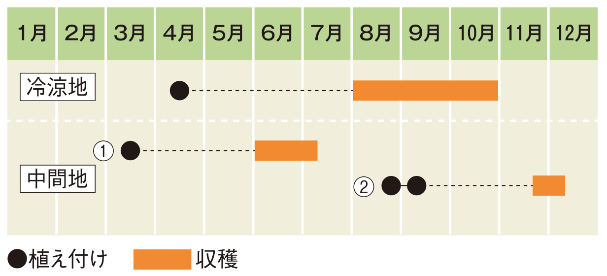 栽培スケジュール