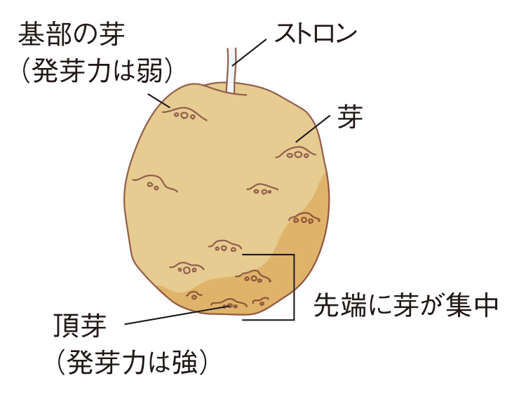 図：種イモの準備