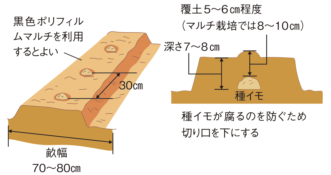 図：植え付け