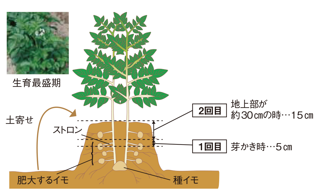 図：土寄せ・追肥