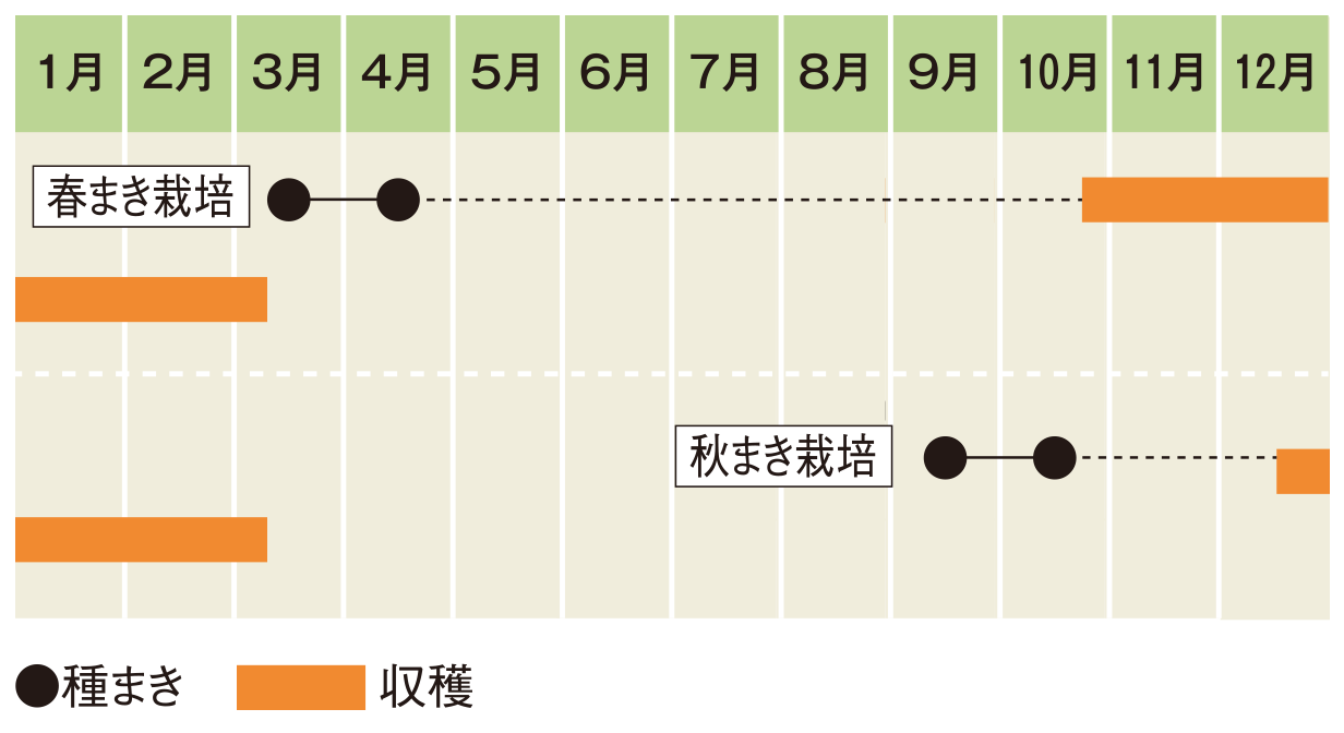 栽培スケジュール