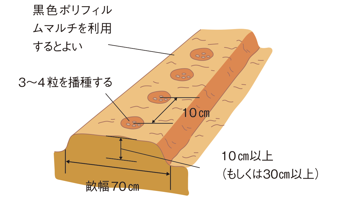 図：種まき