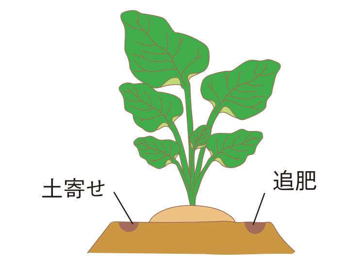 図：追肥・土寄せ（1回目）