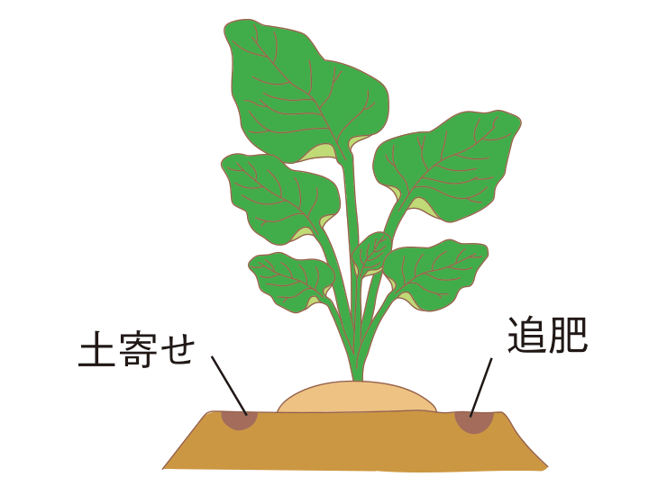図:追肥・土寄せ(1回目)