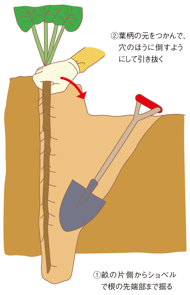 図:収穫