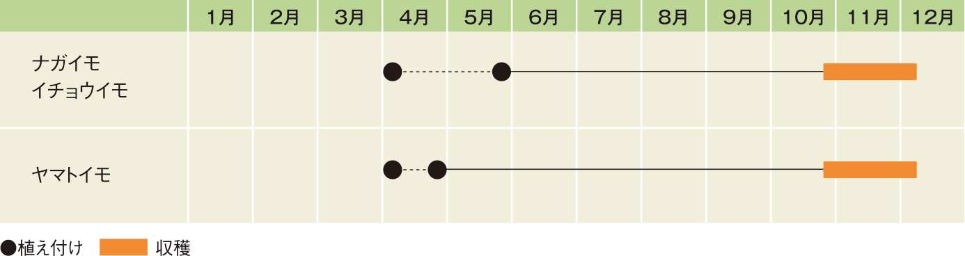 栽培スケジュール