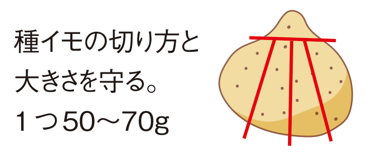 図：種芋の準備