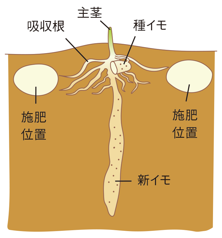 図：種芋の準備