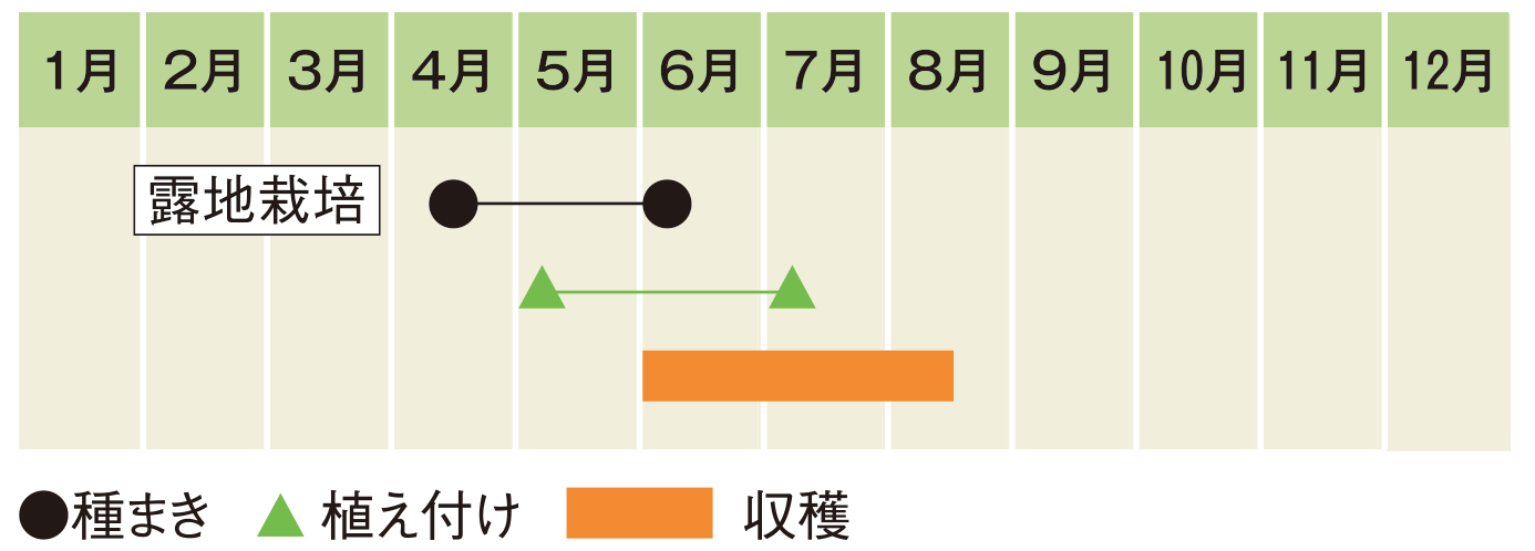 栽培スケジュール