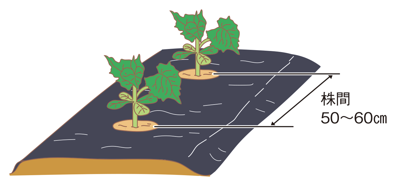 図:植え付け1