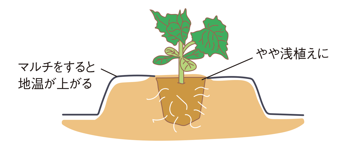 図:植え付け2