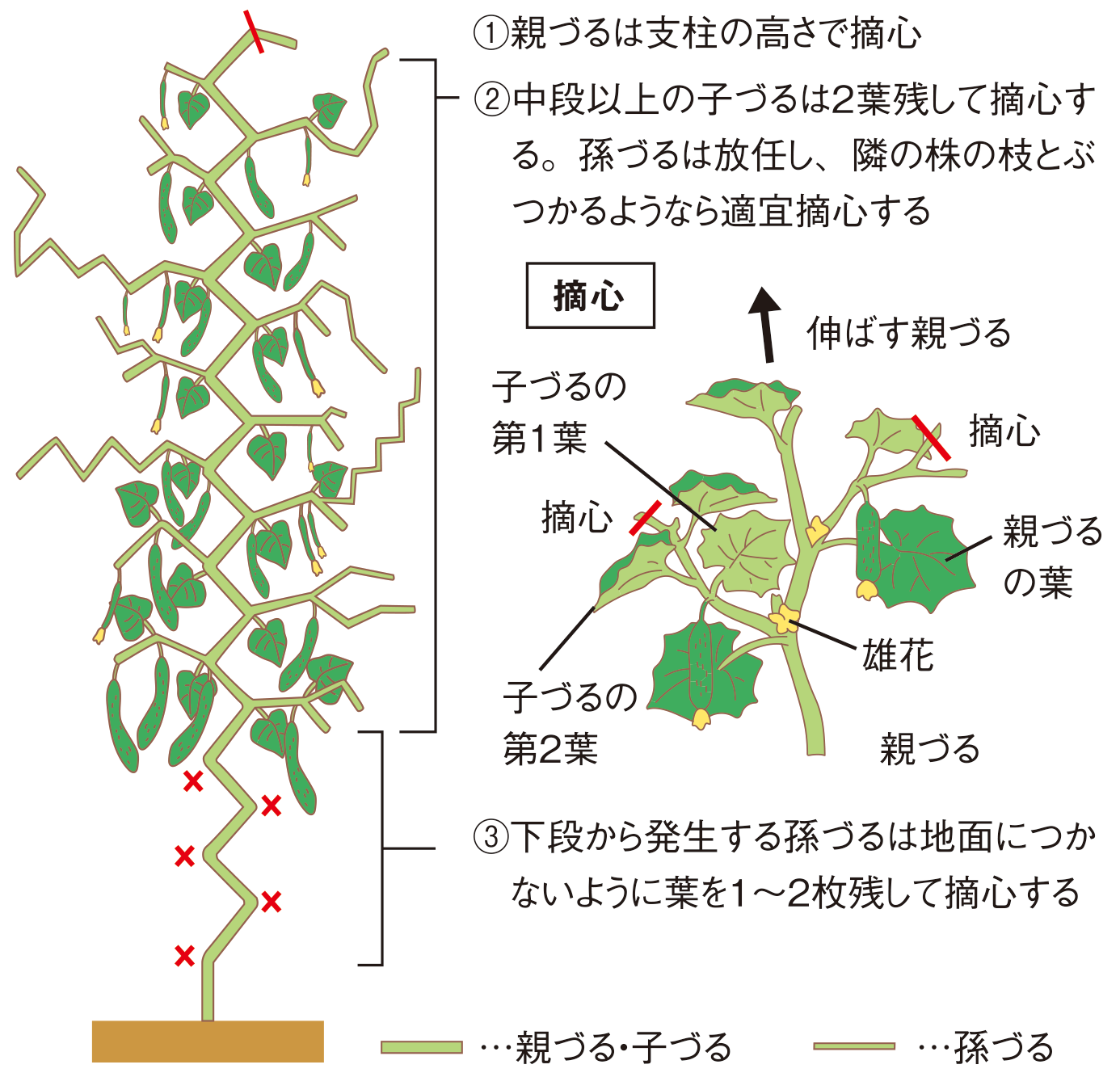 キュウリ 家庭菜園 Ja晴れの国岡山