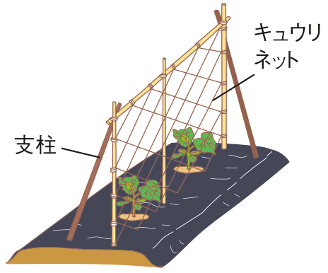 図:追肥とかん水1