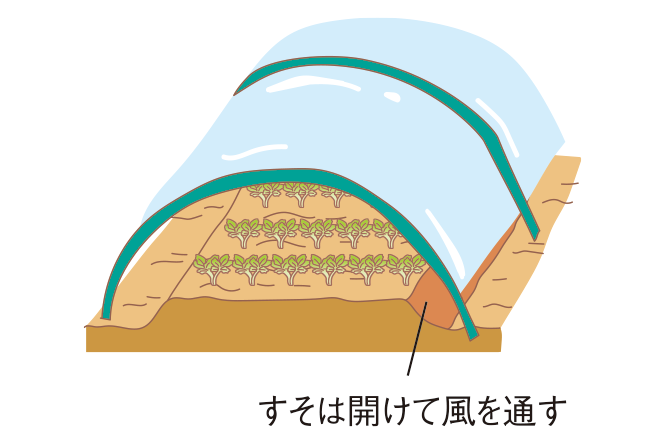 図：苗づくり2