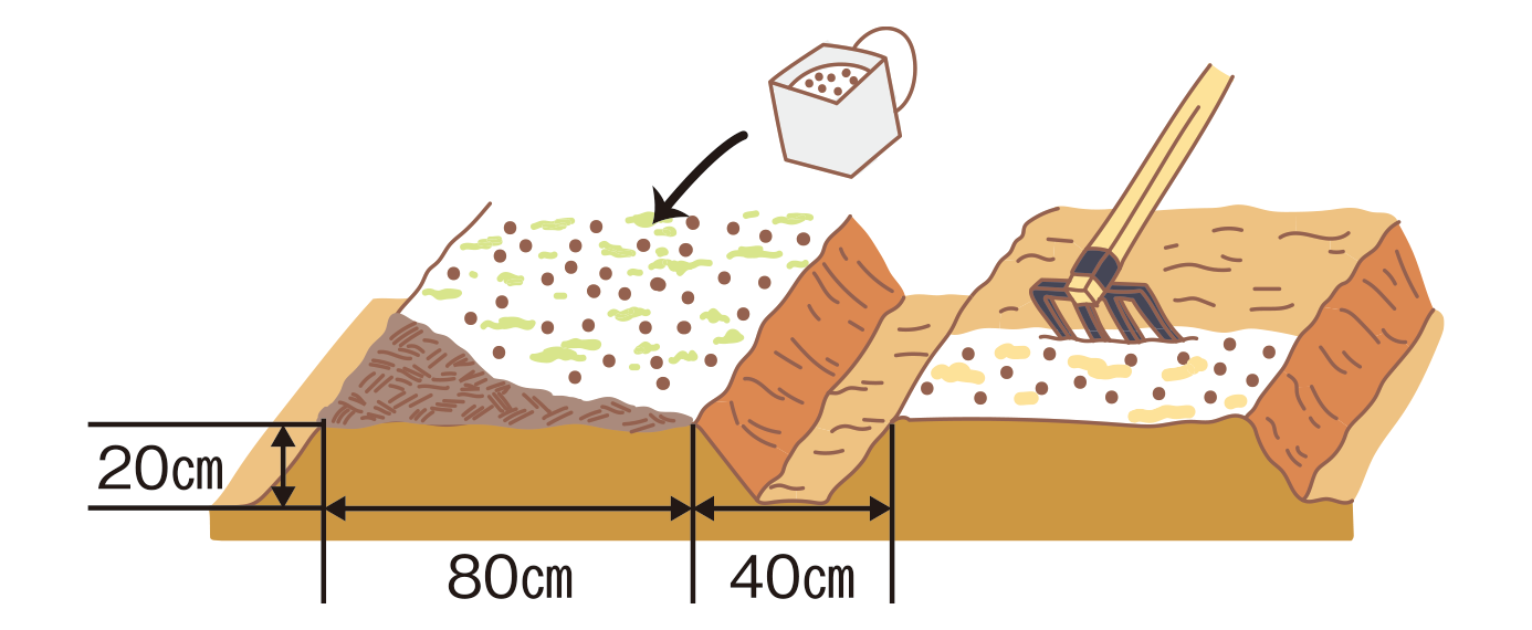 図：基肥・畝立て
