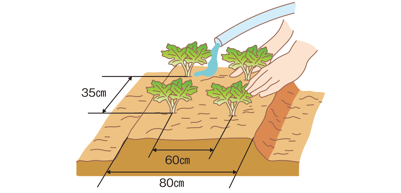 図：植え付け