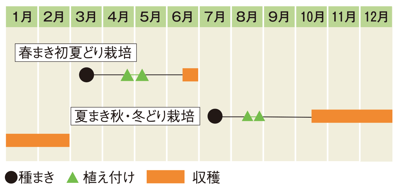 栽培スケジュール