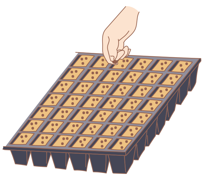 図:苗づくり1