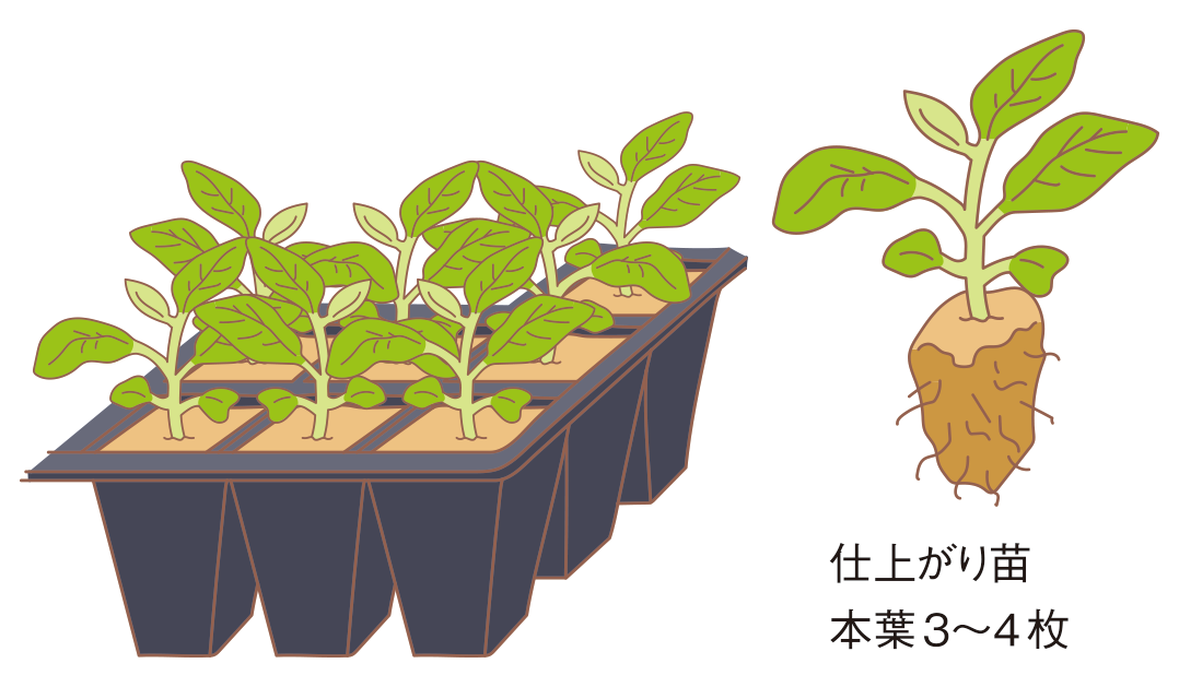 図:苗づくり2