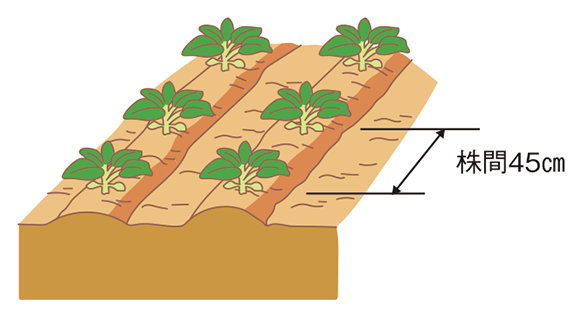 図:植え付け1
