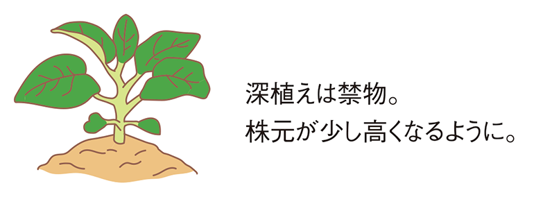 図:植え付け2