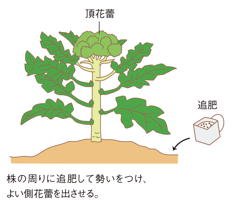 図:追肥