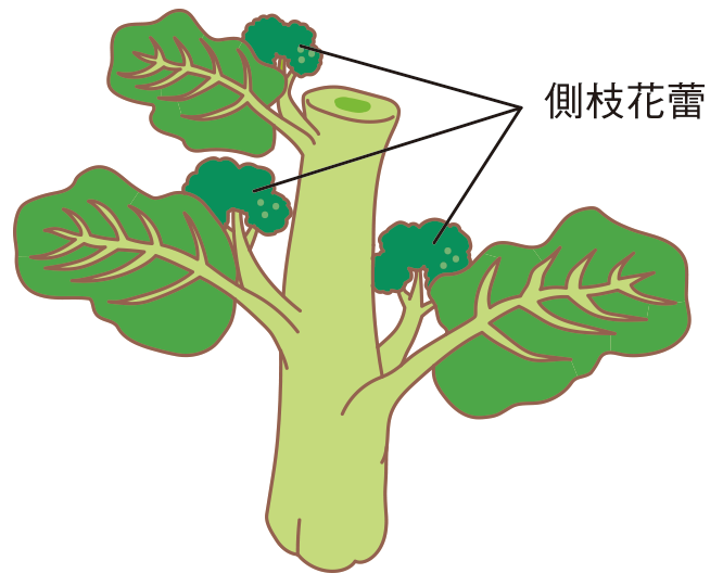 図:収穫2