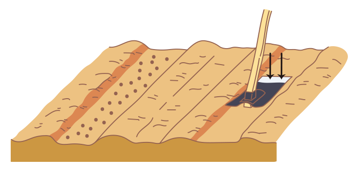 図：溝まきの場合