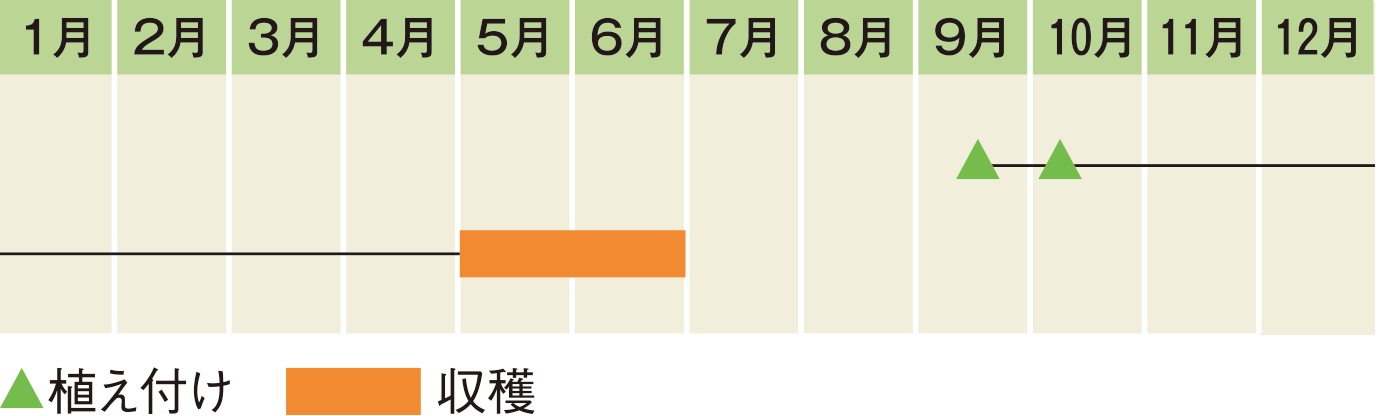 栽培スケジュール