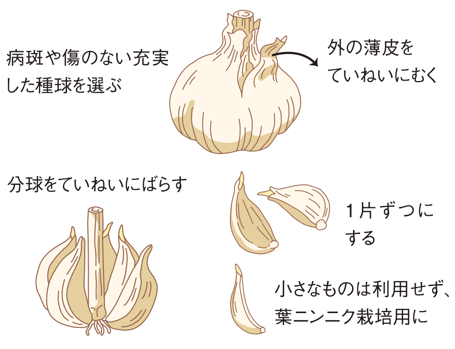 図：種の準備