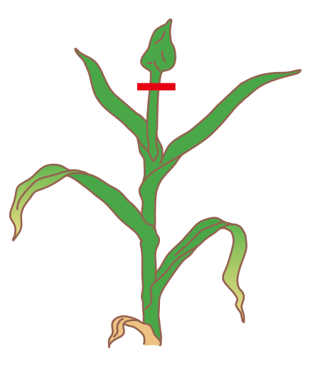 図：わき芽かき・摘蕾