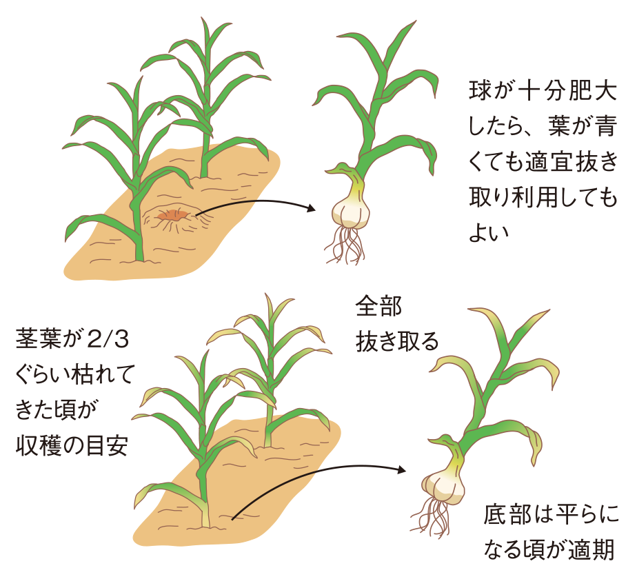図：収穫