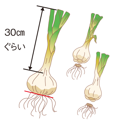 図：調製・貯蔵