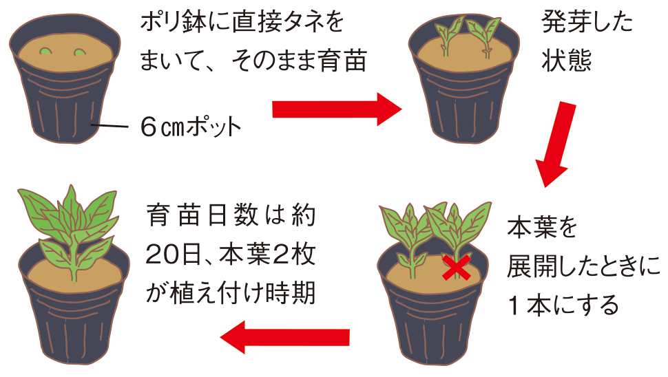 図：育苗