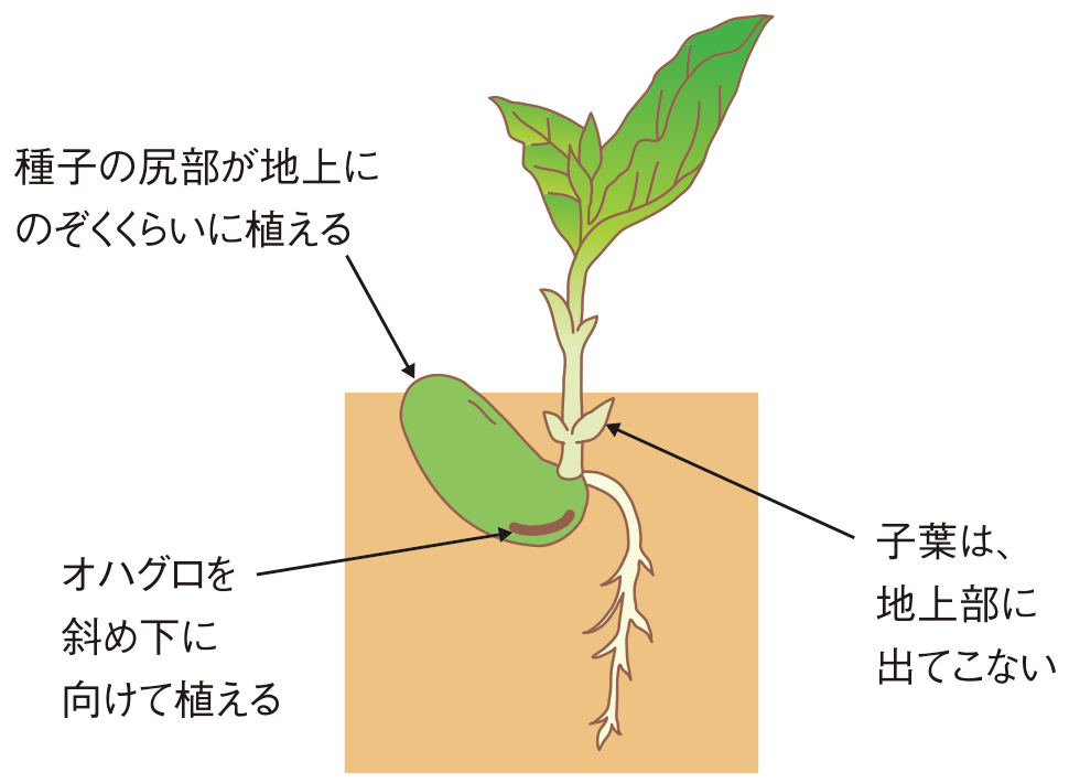 図：発芽の仕方