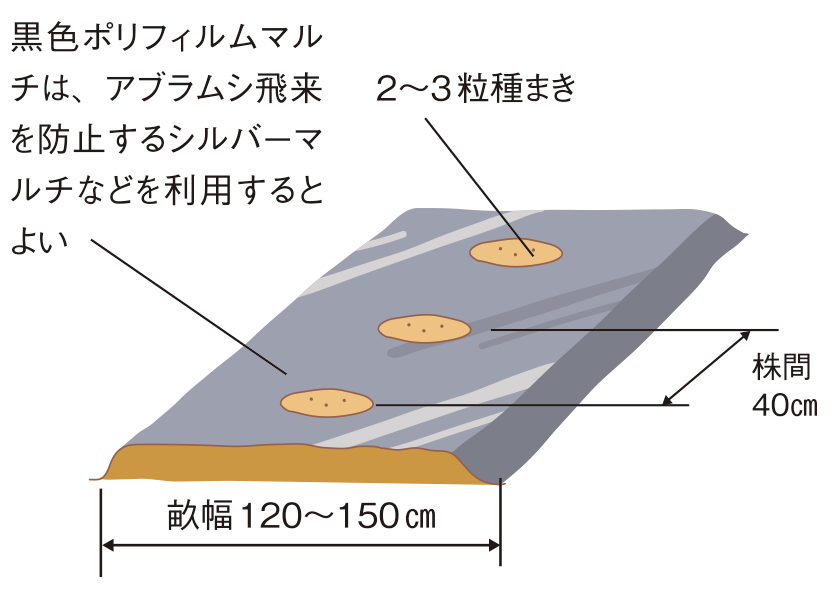 図：植え付け