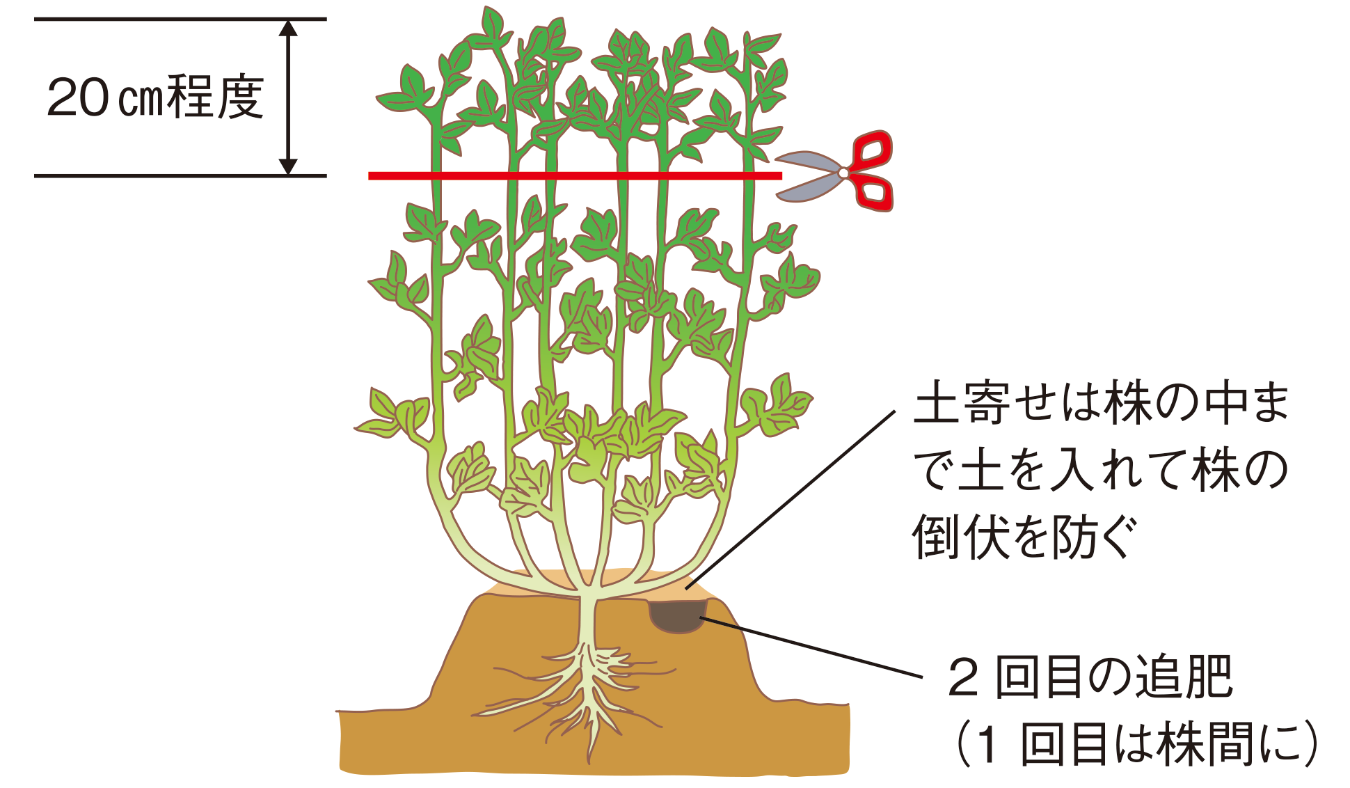 図：追肥と土寄せ