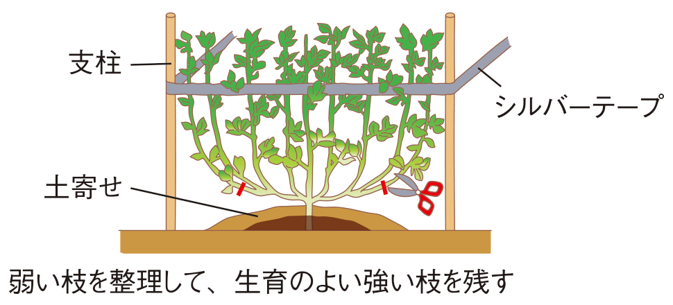 図：整枝と誘引