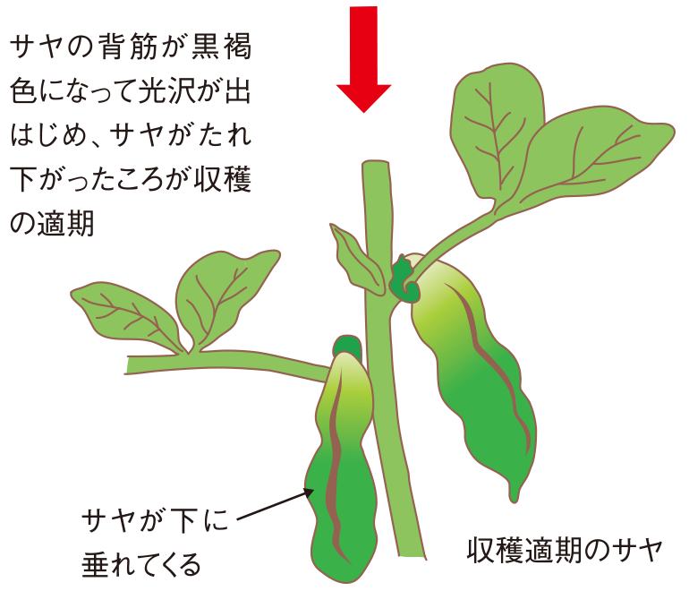 収穫適期のサヤ